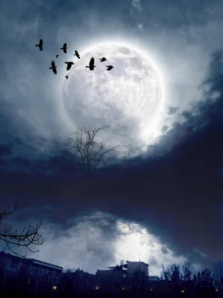 beautiful night sky with birds and trees