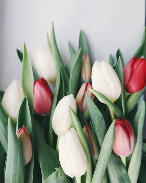 beautiful tulips in a vase on a white background