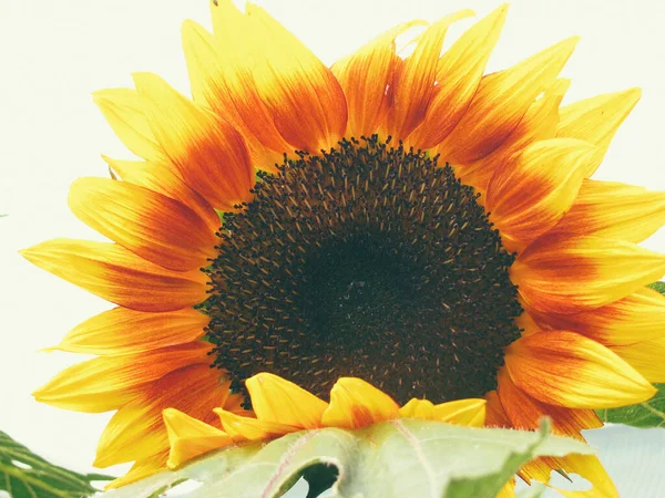 sunflower on a white background