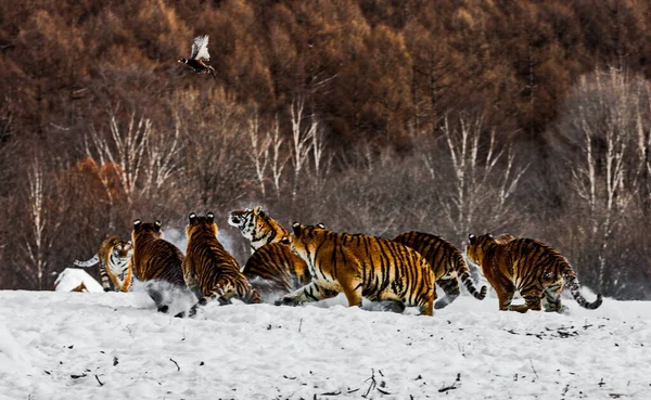 group of four tigers in the snow