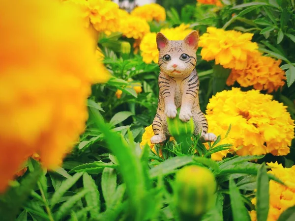 cute little kitten in the garden