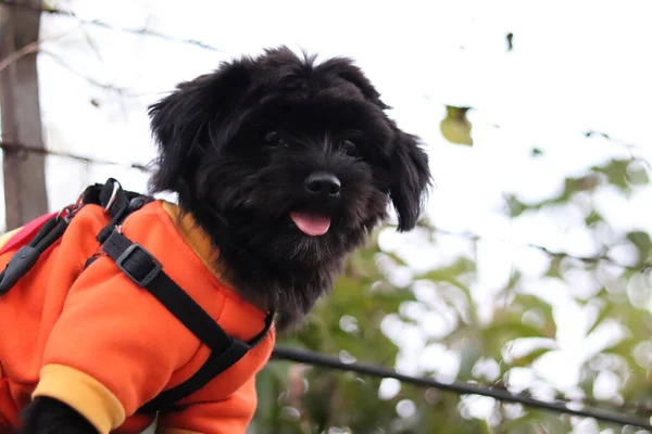 dog with a bag of black and white