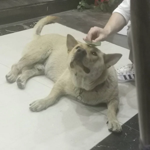 dog in the veterinary clinic