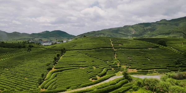 beautiful landscape of the valley of the tea plantation, chiang rai, thailand
