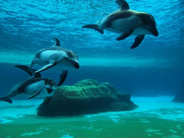 dolphin swim in the sea