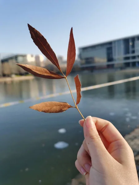 hand holding a leaf on a background of a lake