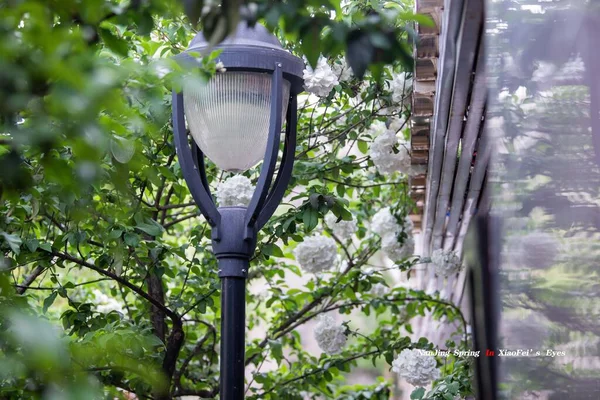 street lamp on a tree