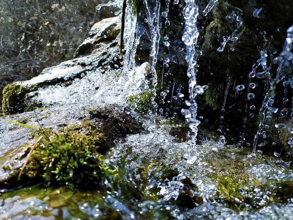 water drops on the rocks in the forest