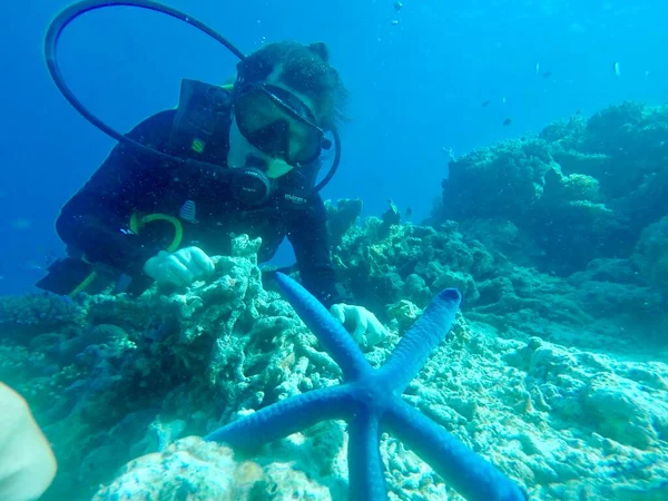 underwater scene with a scuba diver in the red sea