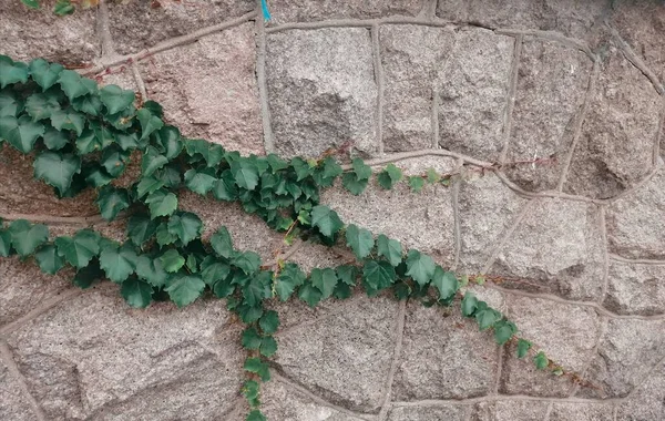 green ivy leaves on the wall