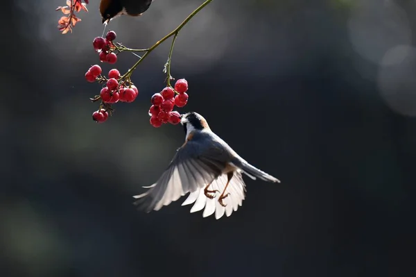 bird in the forest