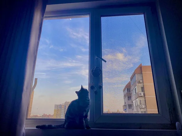 cat sitting on the window sill