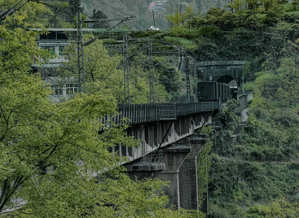 the bridge in the forest