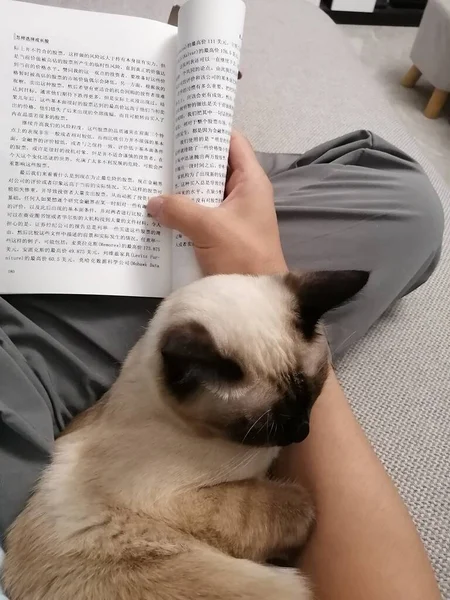 young woman with cat lying on sofa and reading book