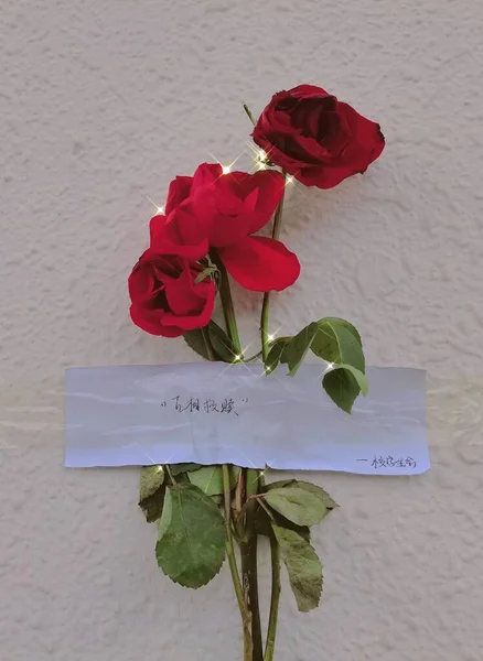 beautiful red roses on a background of a rose