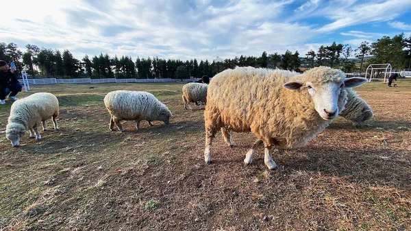 sheep in the field