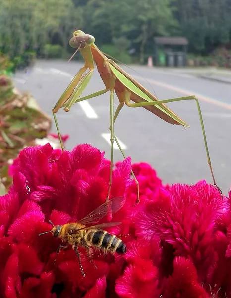 a closeup shot of a dragonfly on a flower