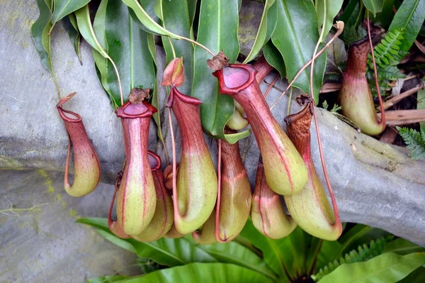 banana tree with leaves