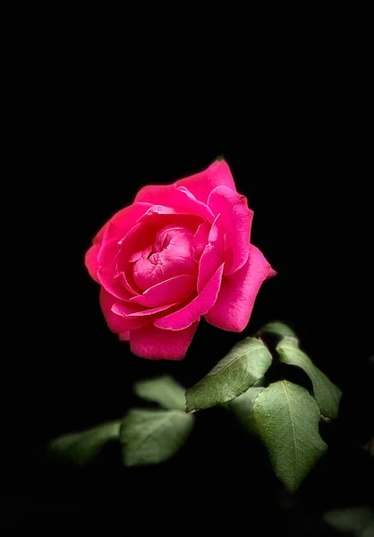 beautiful rose on black background