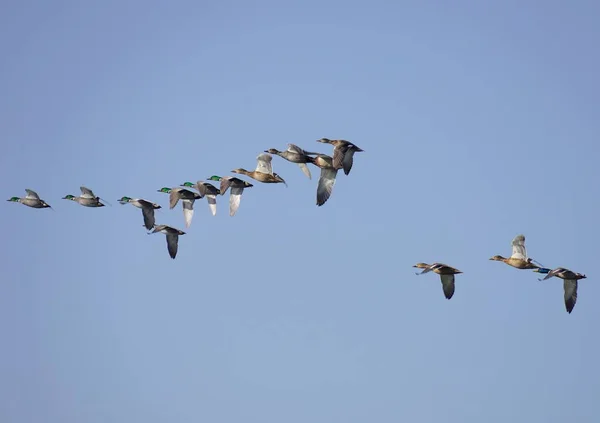 flock of birds flying in the sky