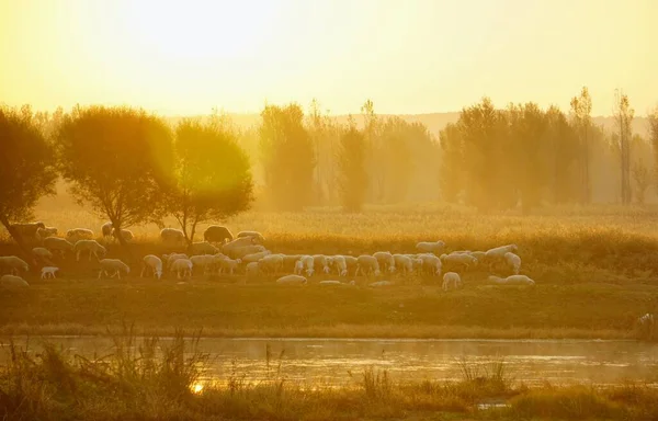 herd of sheep in the field