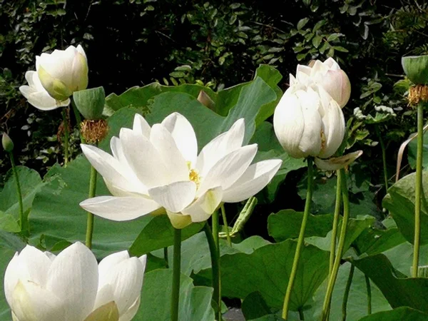 beautiful white lily flower in the garden