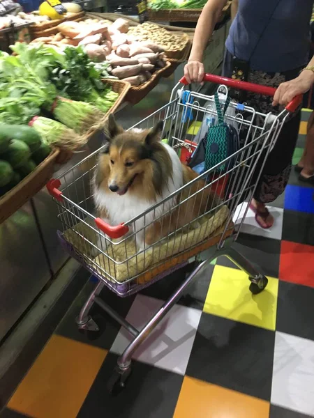 dog shopping cart with toy in supermarket