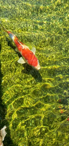 beautiful red fish in the water