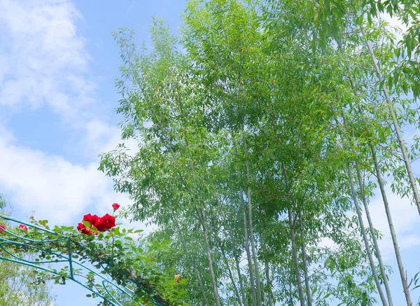 red and white flowers on a background of blue sky