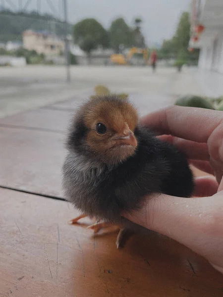 a small chicken in the hand