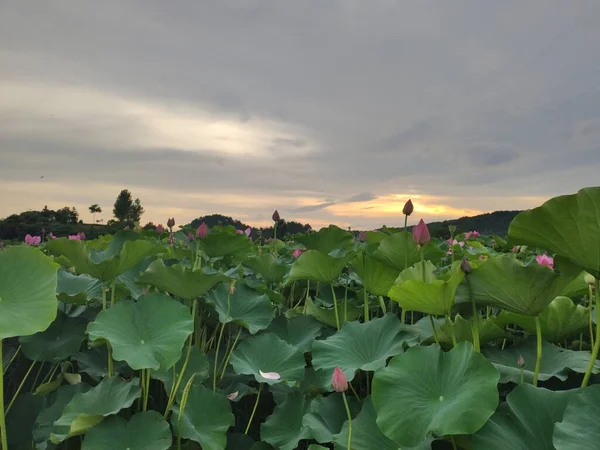 beautiful view of the lotus field