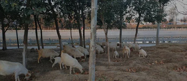 a flock of sheep in the field