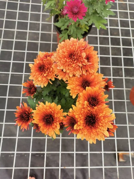 close up of a red and yellow flower