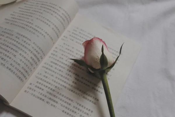 a closeup shot of a book with a rose