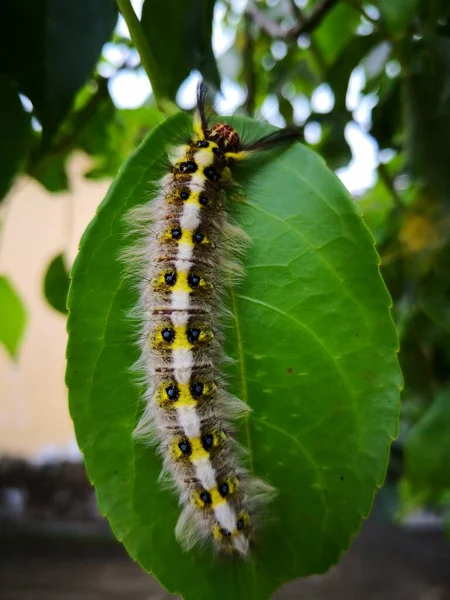 Rups Een Tak Van Een Boom — Stockfoto