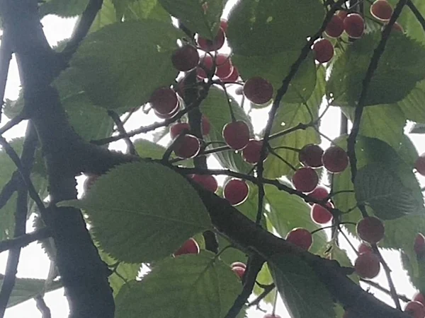 green leaves, flora and foliage