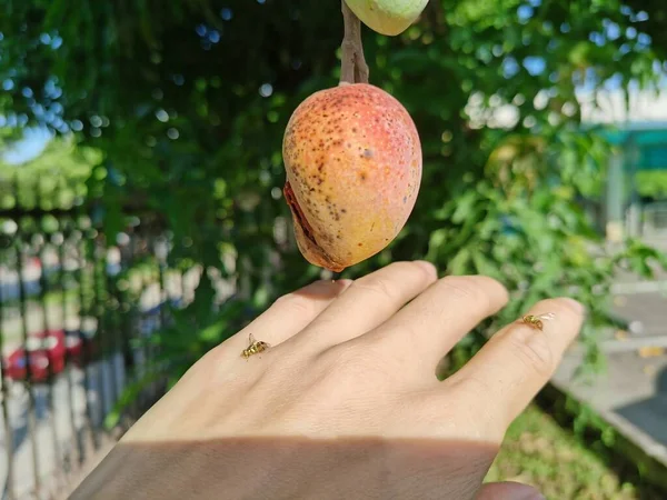 hand holding a red ripe mango fruit on the market
