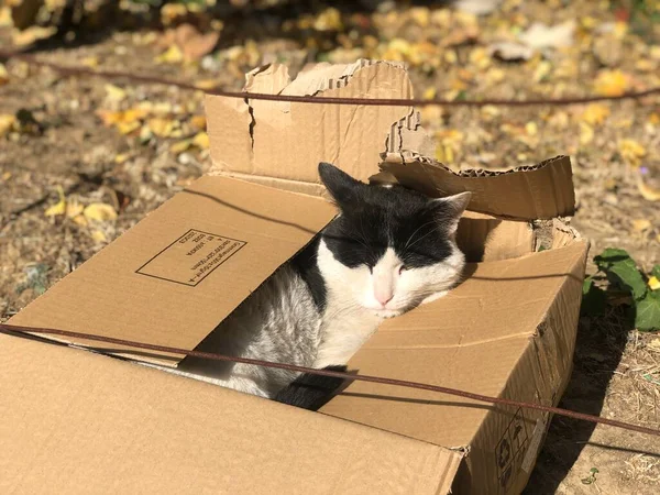 cat in the box