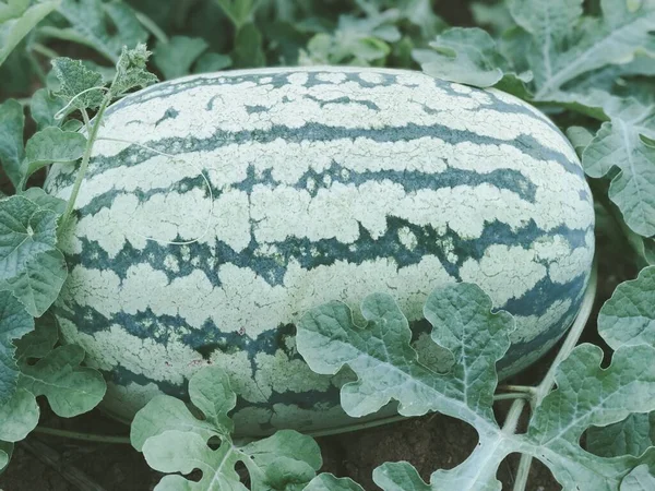 green ripe watermelon on the farm