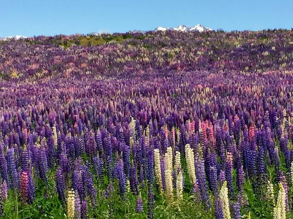 beautiful purple lupine flowers in the field