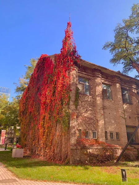 autumn landscape with red brick wall and trees