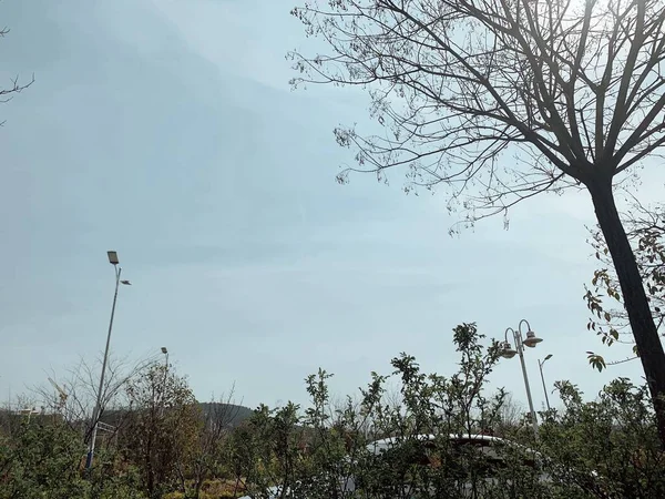 stock image tree branches with a blue sky