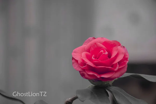 beautiful pink rose on a dark background