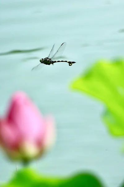 dragonfly on a flower