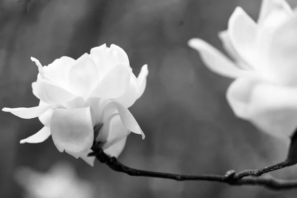 white magnolia flowers on a tree branch