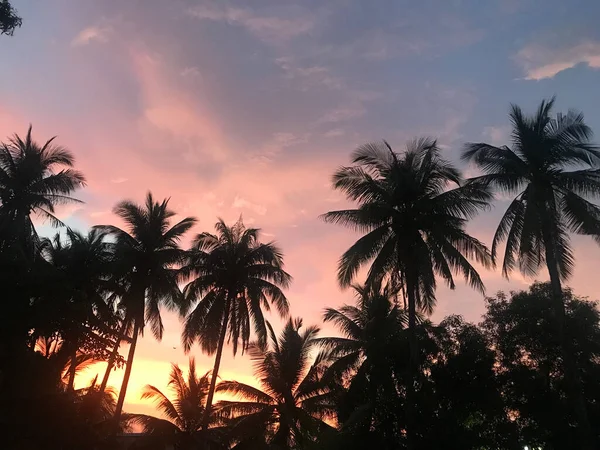 beautiful tropical sunset with palm trees and sun