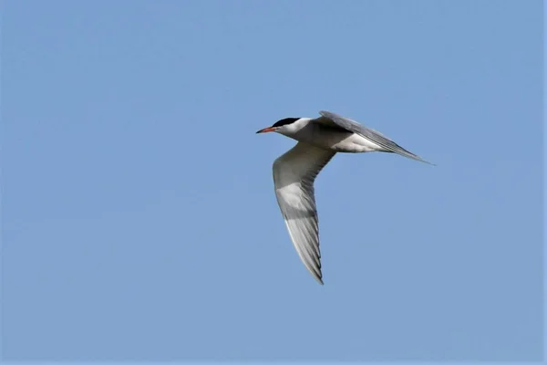 white bird in flight