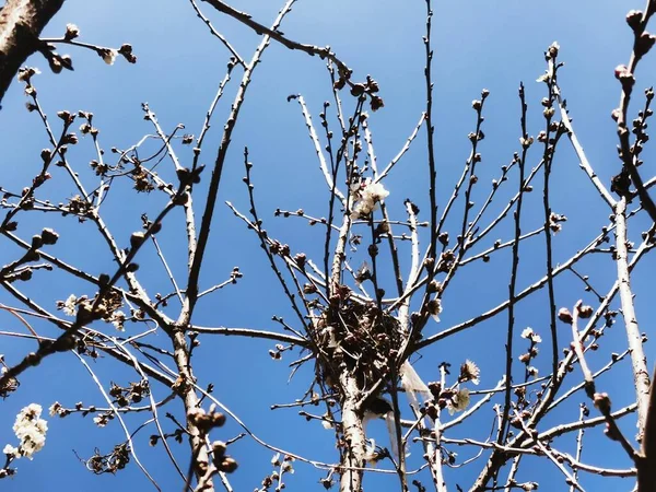 bird nest with white flowers on a tree branch