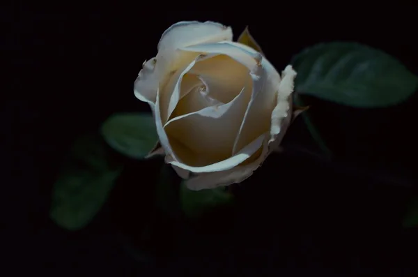 beautiful rose flower on black background