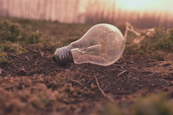 bulb in the ground